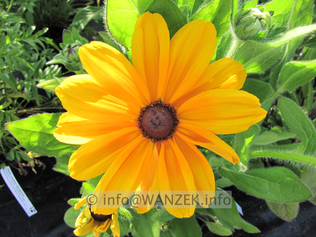 Rudbeckia hirta Indian Summer 04 Bluetenmacro.JPG